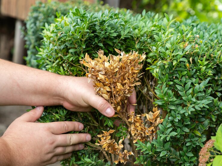Eingebranntes entfernen So werden Bleche & Töpfe sauber